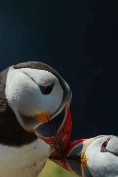Puffin 스톡 사진