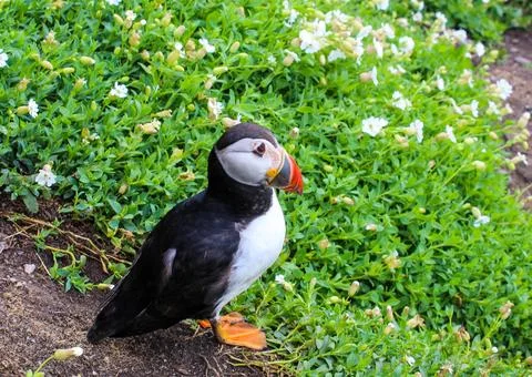 Puffin Stock Photos