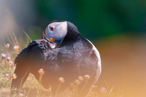 Puffin preening Foto stock