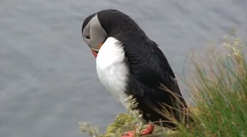Puffin preening on top of the cliff Stock Footage 37313620