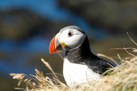 Puffin profile Stock Photos