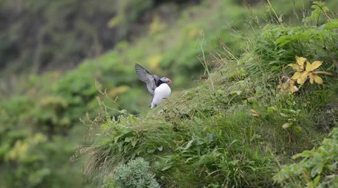 Puffin rapidly flapping his wings, Vík í Mýrdal, South Iceland Stock Footage 40875499