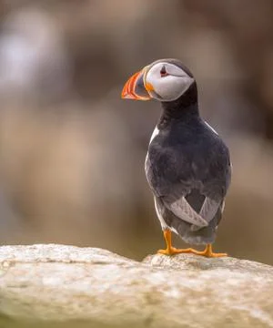 Puffin on rock with dark background Stock Photos