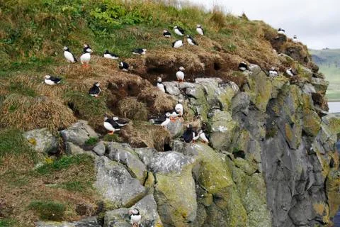 Puffin rock Stock Photos