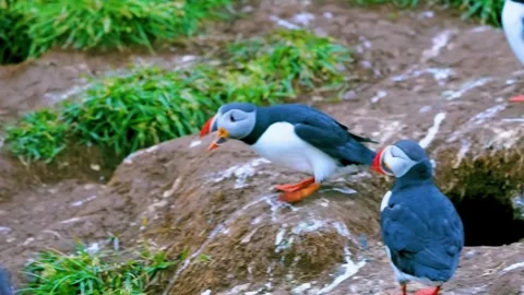  Puffin on Rocky Ground Stock Footage 323139766