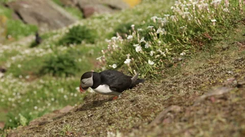 Puffin Running Skomer Video stock 37232700