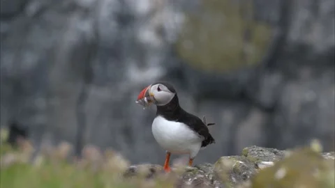 Puffin with sand eels Stock Footage 199200259