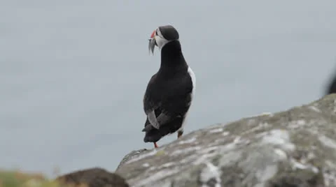 Puffin with sand eels in its beak, Isle of May, Scotland. Video stock 25441439
