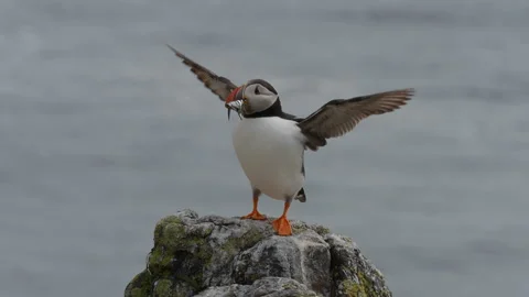 Puffin with sand eels in its beak, Isle of May, Scotland. Video stock 157934308