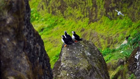 Puffin on the sharp rocks on a sunny day Stock Footage