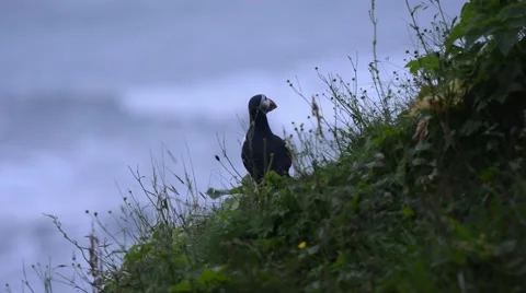 Puffin sitting on a cliff and looking at the sea, Vík í Mýrdal, South Iceland Stock Footage 40876313