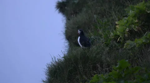 Puffin sitting on a cliff in the evening, Vík í Mýrdal, South Iceland Stock Footage 40874906