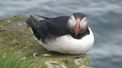 Puffin sitting down and resting on a cliff edge Video stock 37299010