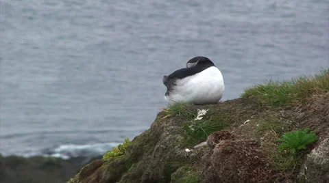 Puffin sitting down on a cliff with breaking waves in background Stock Footage 37302146