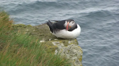 Puffin sitting down resting on top of a cliff, zoom in Stock Footage 37313640