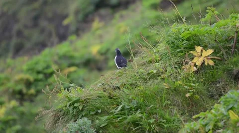 Puffin sitting in a grass on a cliff, Vík í Mýrdal, South Iceland Stock Footage 40876681