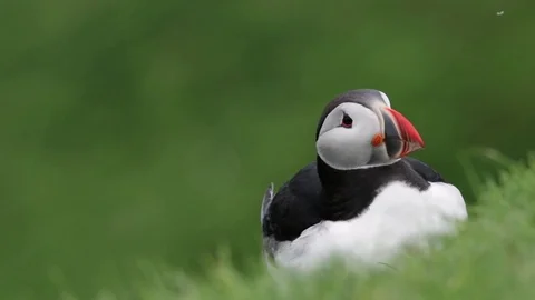 A puffin sitting on grass Vídeos de archivo 75539270