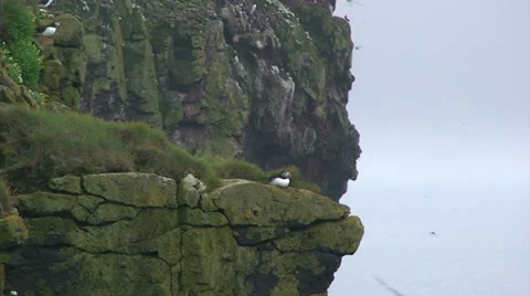 Puffin sitting on top of a cliff from far Stock Footage 37313664
