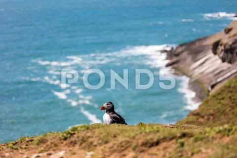 Puffin on Skomer Island, Pembrokeshire, Wales, United Kingdom, Europe Stock Photos