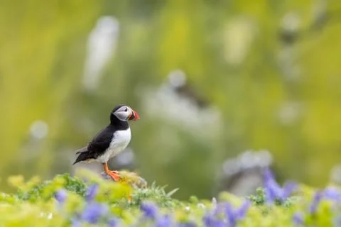 Puffin solitude Stock Photos