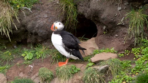 Puffin spreading wings in front of his nest. Stable shot, closeup Stock Footage 228153997