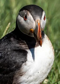 Puffin standing outside it's burrow close up Stock Photos