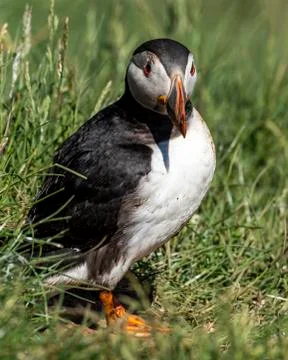 Puffin standing outside it's burrow Stock Photos