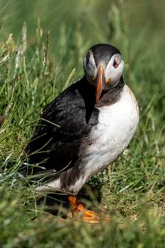 Puffin standing outside it's burrow Stock Photos