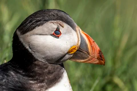 Puffin standing outside it's burrow close up Stock Photos