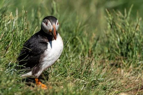 Puffin standing outside it's burrow Stock Photos