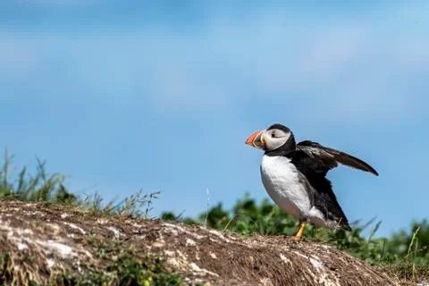 Puffin standing outside it's burrow , flapping his wings Stock Photos