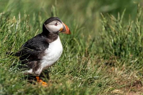 Puffin standing outside it's burrow Stock Photos