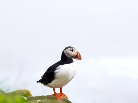 Puffin standing on a rocks Stock Photos