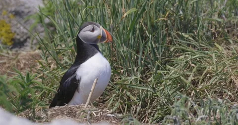 A puffin stands alert in a patch of green grass with its bright orange beak 스톡 동영상 334659932