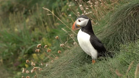 PUFFIN STRETCH 100 IPS HD Stock Footage 90622747
