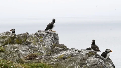 Puffin takeoff from cliff Stock Footage 75646345