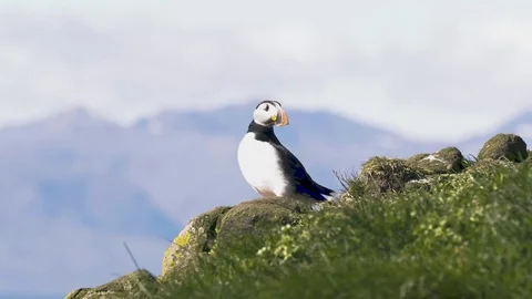 A Puffin Takes Off Stock Footage 79170204