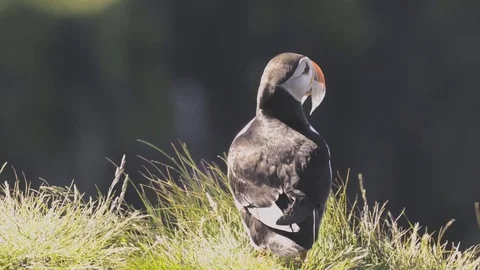 A Puffin Takes Off Stock-Footage 79174279