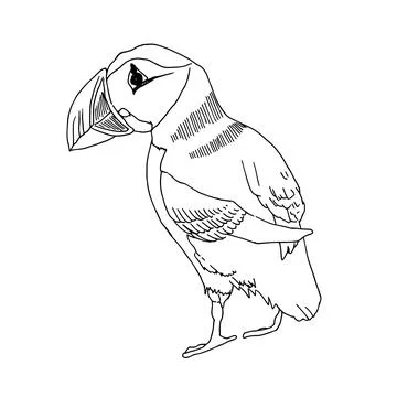 Puffin. Vector sketch of hand drawn bird. Linear animals art. Stock Illustration