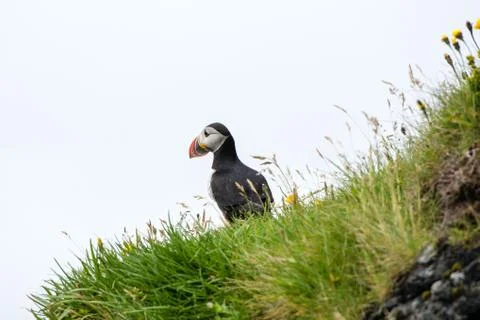 Puffin watching at the sea Stock Photos
