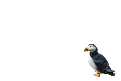 Puffin on white background with text space Stock Photos