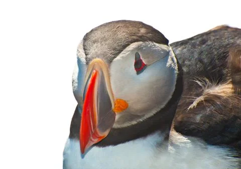 Puffin on white Foto stock
