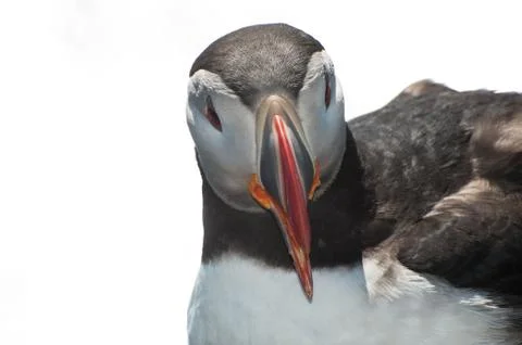 Puffin on white Stock Photos