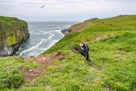 Puffin wings spread Stock Photos