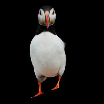 Puffine Stock Photos