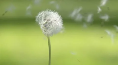 Puffing a dandelion , blowing of dandelion Stock Footage 21370192