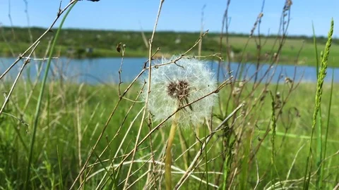 Puffing a dandelion in real time , blowing of dandelion Taraxacum Stock Footage 75949043