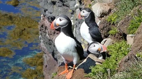 Puffins 1 Stock Footage 167206301