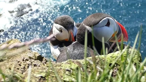 Puffins 2 Stock Footage 167206302