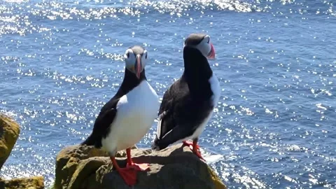 Puffins 3 Stock Footage 167206293